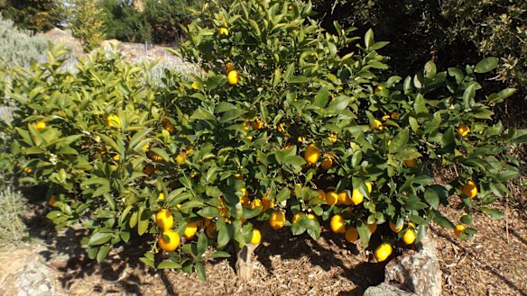 Kitchen Garden: Growing fruits and edible flowers