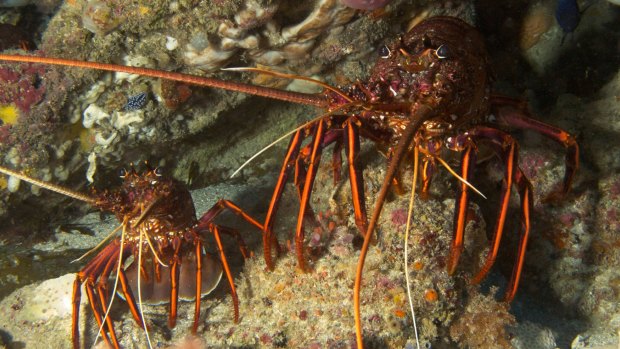 Crayfish retail at $90 a kilogram uncooked.