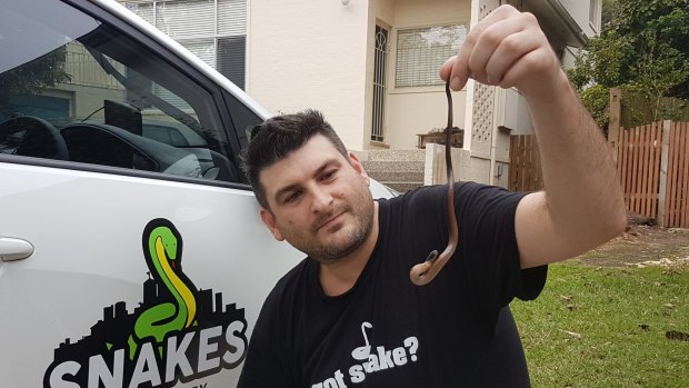 Harley Jones holds up a baby red belly black snake caught this week in Sydney.