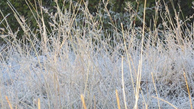 Melbourne woke to frost today, the coldest July morning in 18 years.