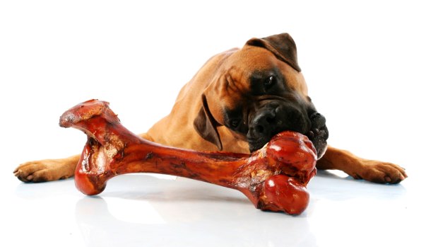 Bones your dog eats are treated differently to those consumed by people.