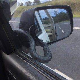 Nolan's Auto Parts Pambula employee Ted Ogier didn't expect to see a snake on his car's side mirror when driving along the highway to Pambula from Eden.