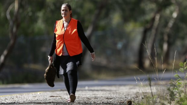 Dr Jillian Garvey collects road kill for her study.