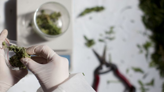 The drug being tested is made from a synthetic version of a therapeutic compound usually found in cannabis. 