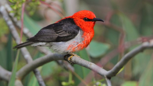 The scarlet honeyeater has been reported in unprecedented numbers in Victoria this spring.