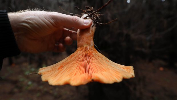The edible saffron milk cap has an orange stem.