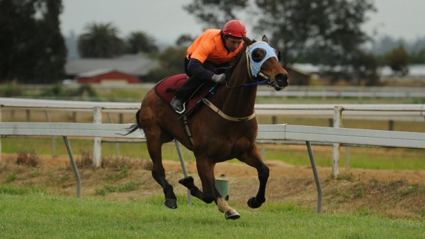 Hope of Tasmania: The Cleaner with trackwork rider Karl Rhodes.