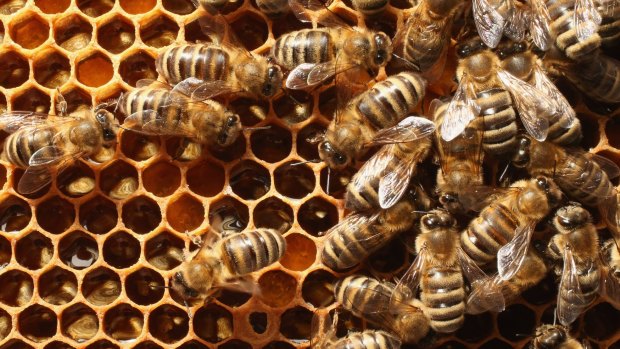 Police are now working with Apiculture New Zealand and the Ministry of Primary Industry to improve investigative techniques over beehive thefts.