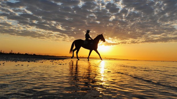 Who Shot Thebarman walks through the shallow waters during a trackwork session at Altona Beach on Monday.