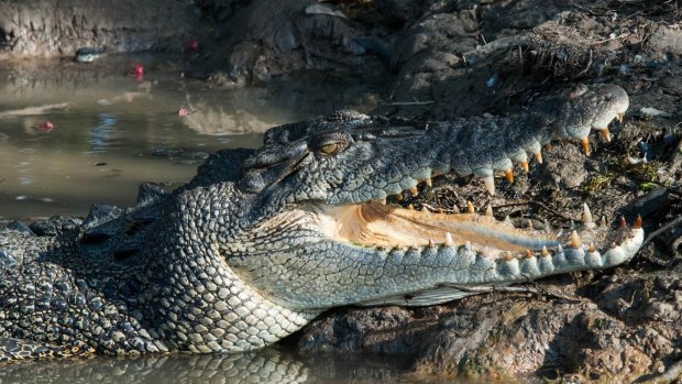 A crocodile is believed to have taken a fisherman in the Northern Territory.