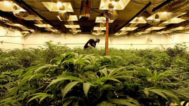 Around 800 cannabis plants were seized in Augusta.