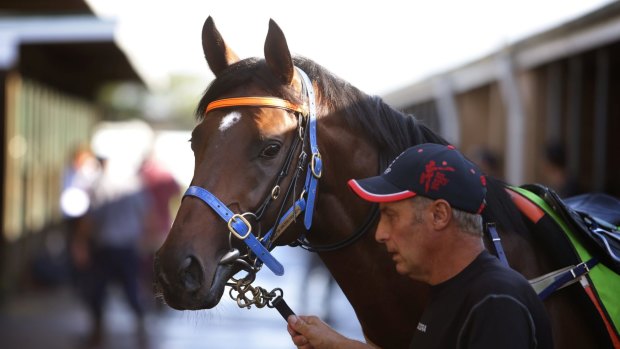Out of the cup:  Protectionist will not run in 2015.