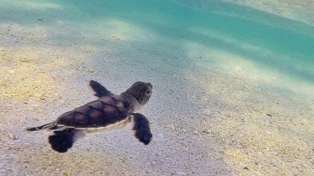 A turtle hatchling makes it into the ocean.