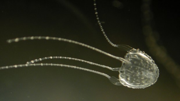 A boy has been stung by a suspected jellyfish off Hamilton Island.