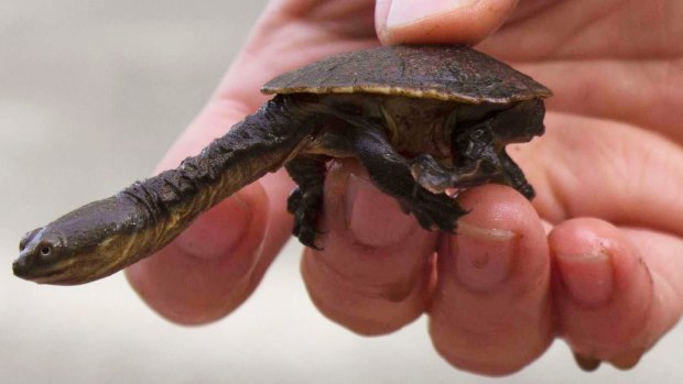 A Murray River turtle – the species is threatened by feral predators and poor water quality.