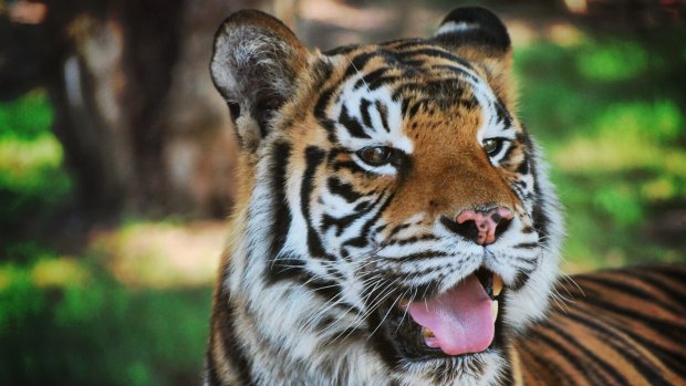 Indira the cross-eyed Bengal tiger had tests before possible surgery for her failing eyesight.