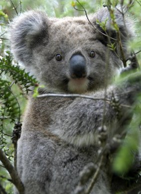 Not stoned, just tired... the misunderstood koala.