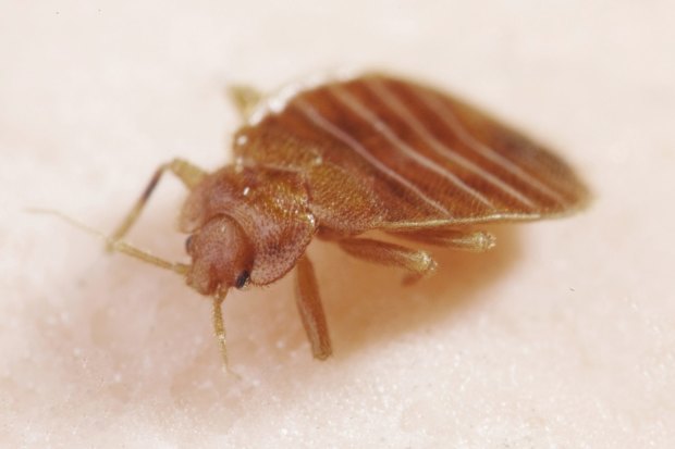 Report Common Nsw Bed Bug Has Become Insecticide Resistant