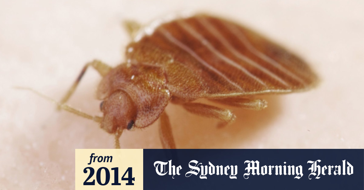 Report Common Nsw Bed Bug Has Become Insecticide Resistant