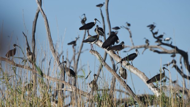 There are fears the number of birds nesting in the Macquarie Marshes will fall even further. 