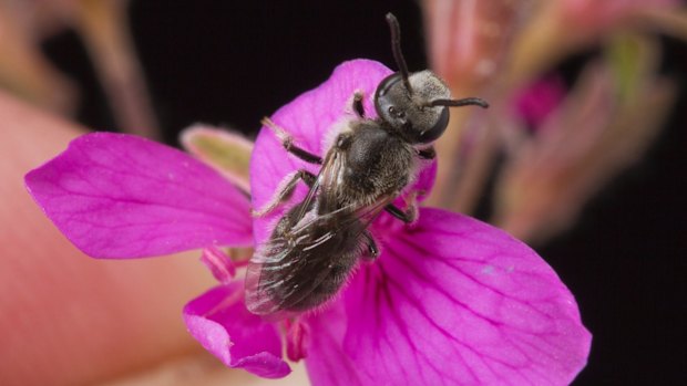 A native Australian bee. 