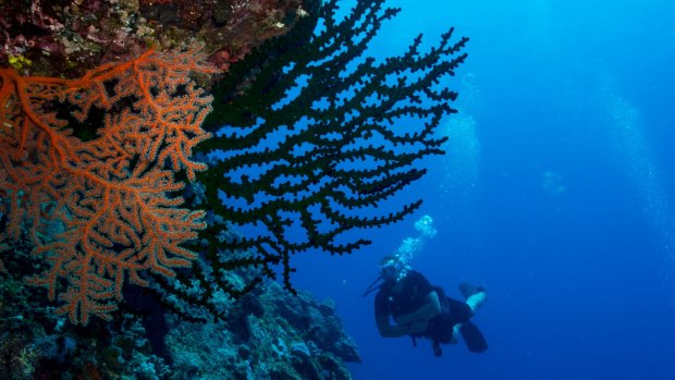 Aquatic forest.