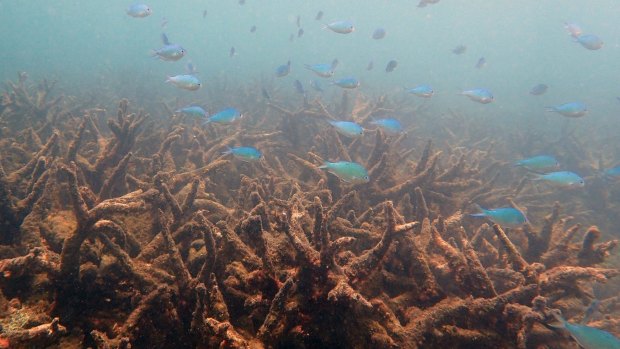 Staghorn corals killed by bleaching at Bourke Reef, north of Port Douglas.