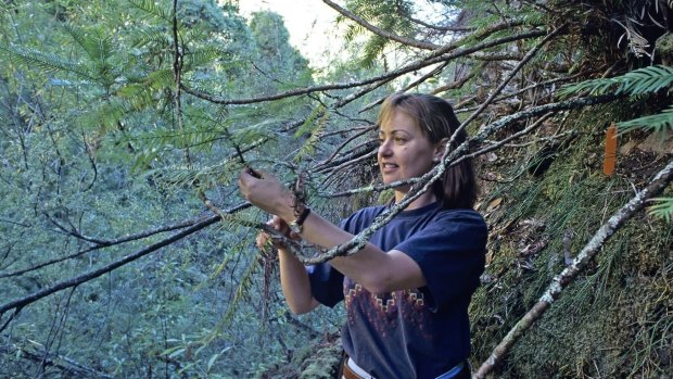 Dr Cathy Offord in 1994 at the site of the then recently discovered Wollemi pine in the Blue Mountains.