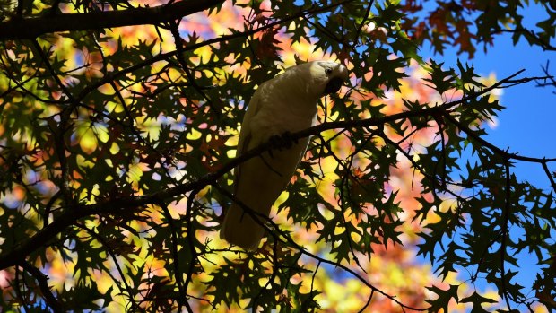 A cockatoo sits among the autumnal leaves on Leichardt Street, Blackheath as a cool change rolls in.