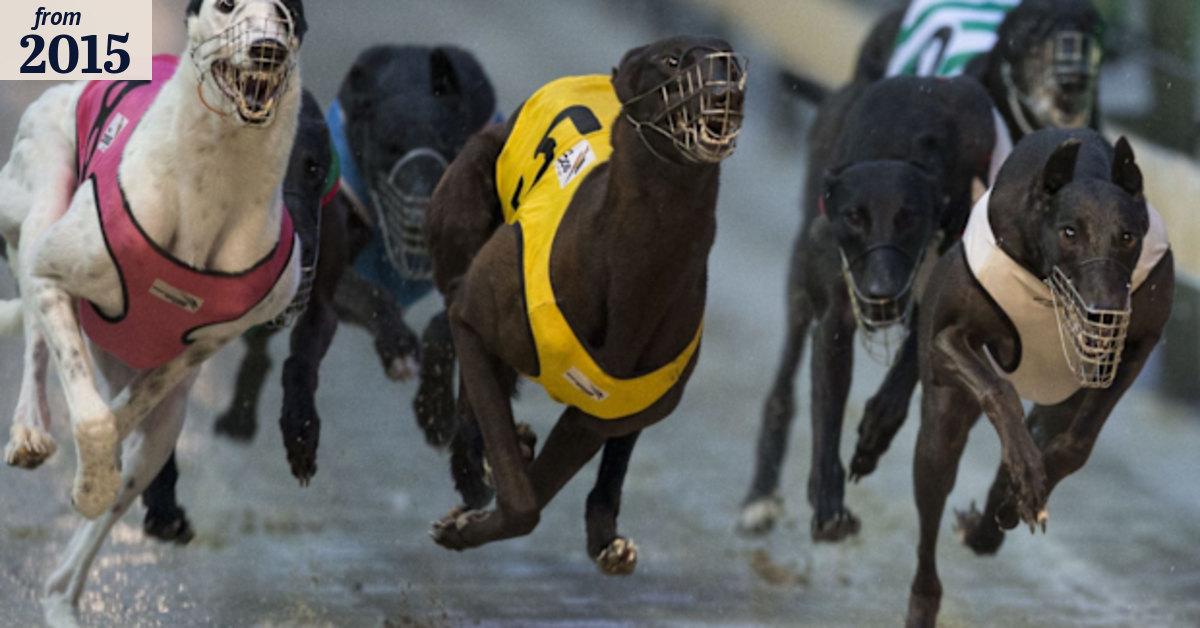 Major sponsor pulls support for greyhound racing in wake of live ...