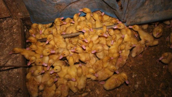 A photo of ducklings inside a Tinder Creek shed taken in late 2015.