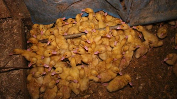A photo of ducklings inside a Tinder Creek shed taken in late 2015.