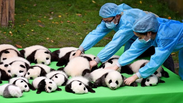 See panda cubs in China at Chengdu Research Base of Giant Panda Breeding