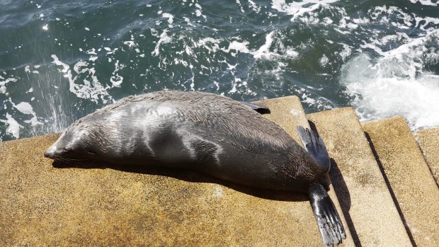 A New Zealand fur seal basks on the steps of the Sydney Opera House in 2014.