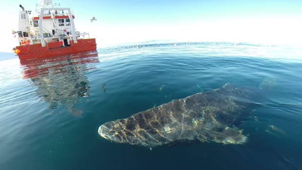 A Greenland shark after it was released from a research vessel.