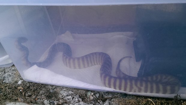 Slippery thieves: One of the reptiles stolen on Saturday.