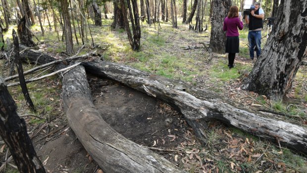 Bushwalkers found a badly decomposed body between these two logs about 12.30pm on Monday.