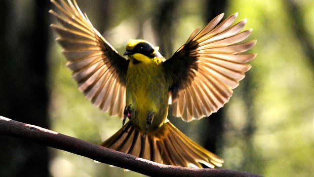 A Helemeted Honeyeater lands on a branch at the Yellingbo Nature Conservation Reserve.