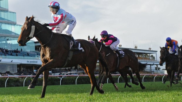 Top chance: Akavoroun runs in the Shannon Stakes at Rosehill on Saturday.