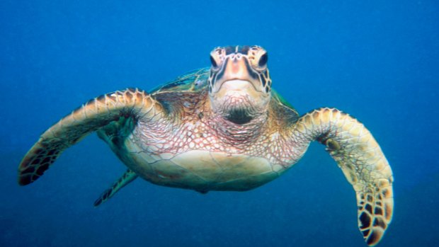 Green turtles were among those recorded in the aerial survey.