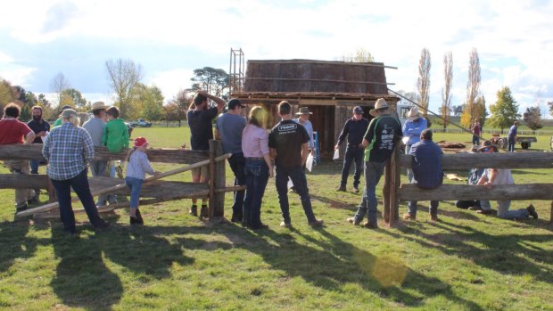 Organisers and participants in the reenactment of the Clarke Gang's capture erect the slab hut built by Terry Hart.