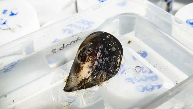 The native hairy mussel is under threat from increasing ocean temperatures and acidification. 