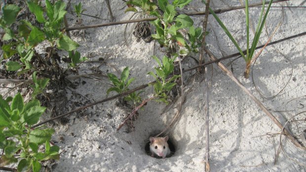 An oldfield mouse emerges from its burrow.