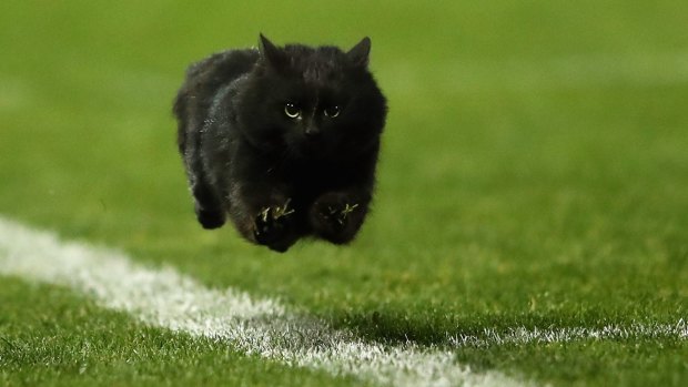 A black cat enters the field of play during the round 18 NRL match between the Penrith Panthers and the Cronulla Sharks at Pepper Stadium on Sunday night.