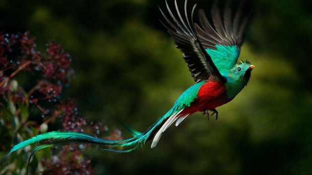 The resplendent quetzal.