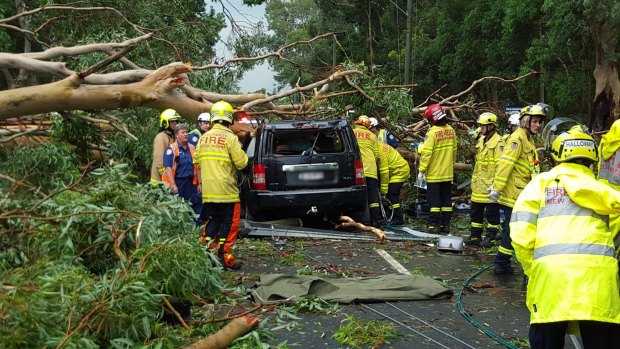 A man died when a falling tree crushed a car at Emu Plains.