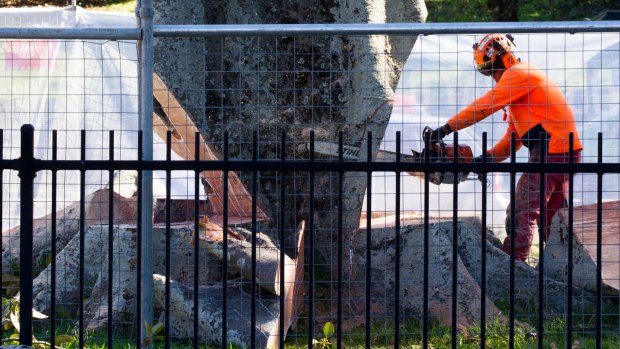 The felling of Moreton Bay fig trees on Anzac Parade for the light rail line has been highly controversial.