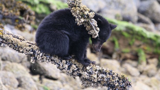 A black bear inspects the foreshore.