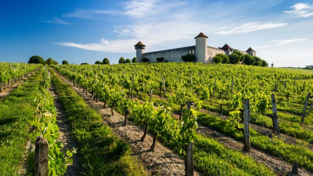 Vineyard in Bordeaux.