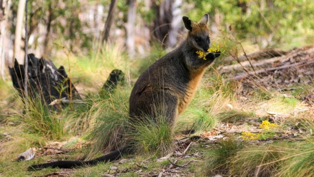 The adult swamp wallaby, similar to the one pictured here, had extensive injuries to its leg. 